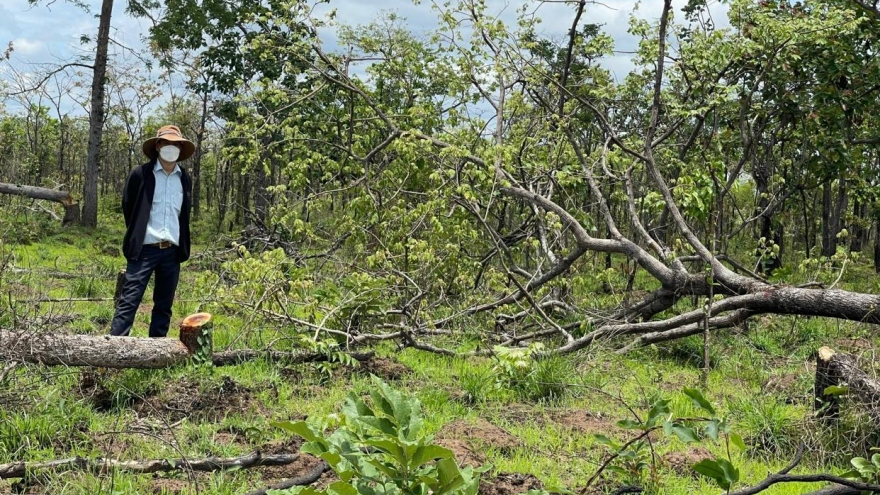 Đắk Lắk kỷ luật cảnh cáo hai lãnh đạo xã để mất rừng